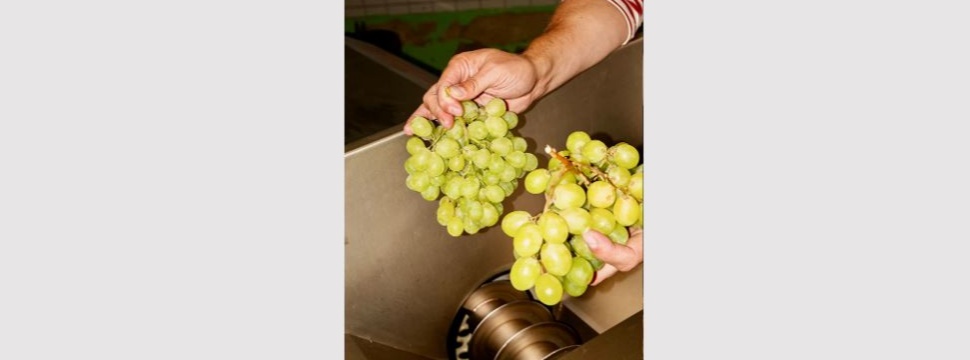 Wine from saved grapes
