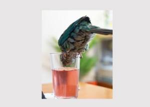 Bird is drinking