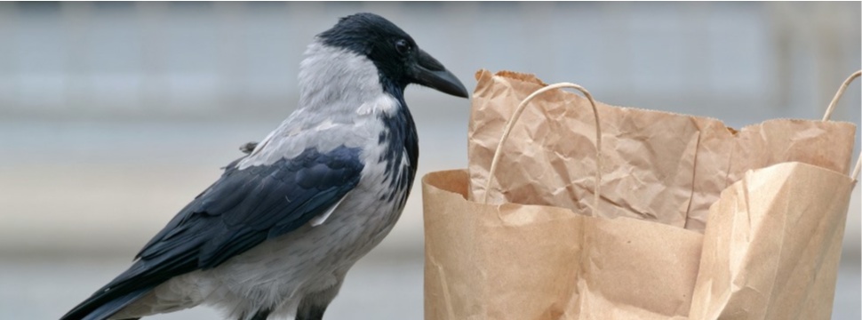 The bird is checking whether there is alcohol in the brown paper bag....