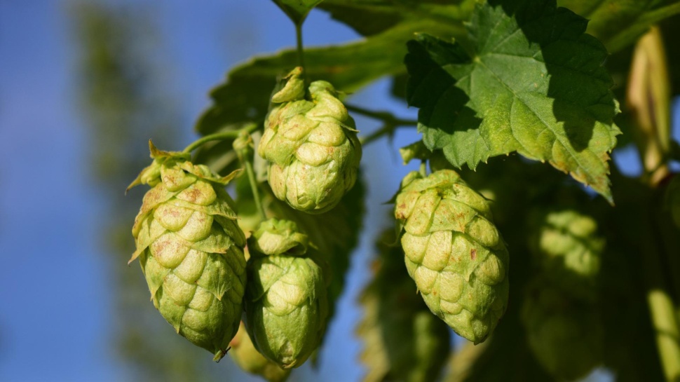 Hops Hops