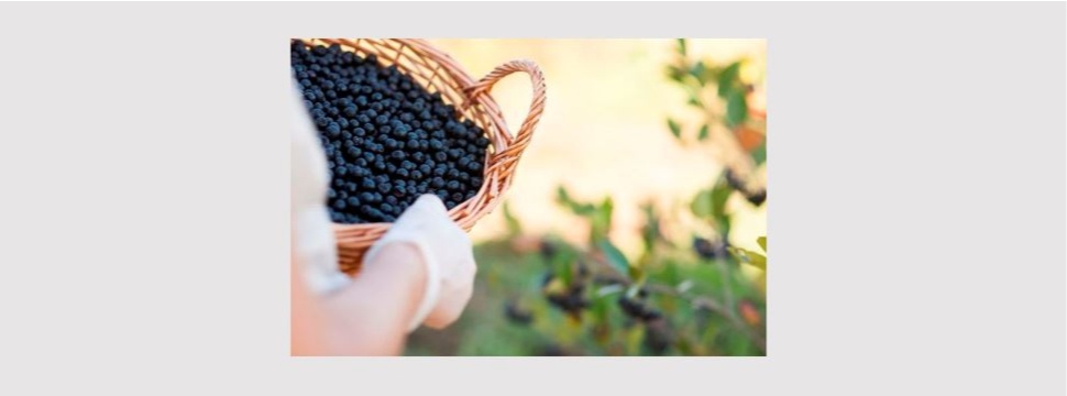 Symrise announces range of aronia health actives with high cellular antioxidant effects