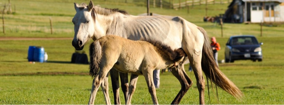 Dem Fohlen schmeckt Mamas Stutenmilch besonders gut.