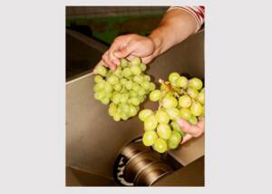 Wine from saved grapes