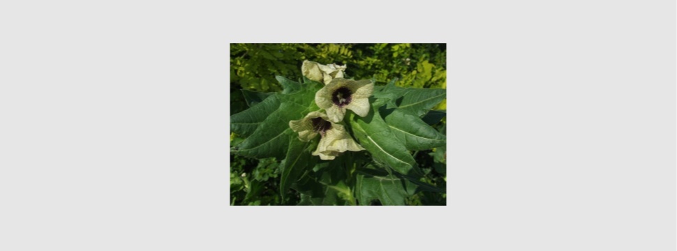 Beer and henbane