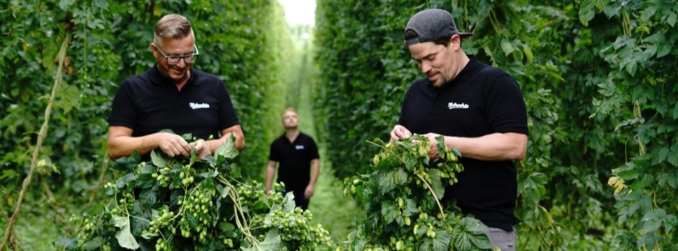 The Mohrenbrauerei team lends a hand during harvesting in Hopfen Bentele's exclusive hop yard in Tettnang.