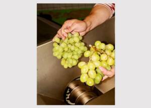 Wein aus geretteten Weintrauben
