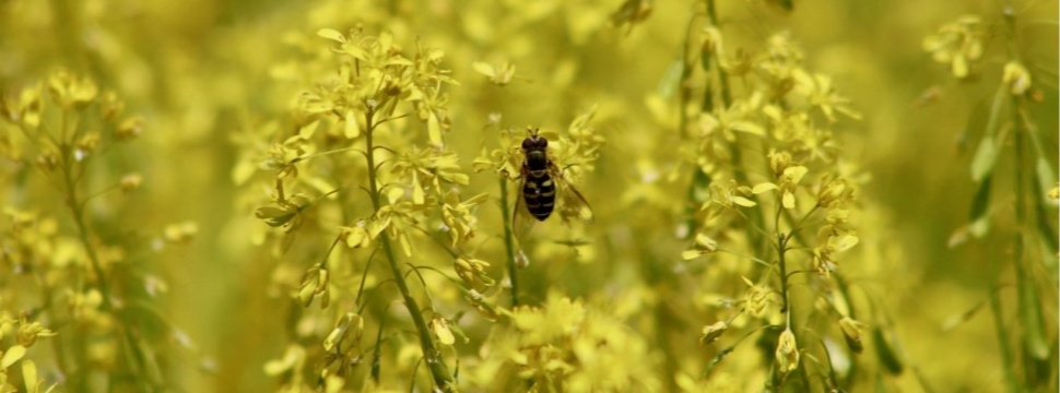 Dyer's woad was used to achieve a blue colour.