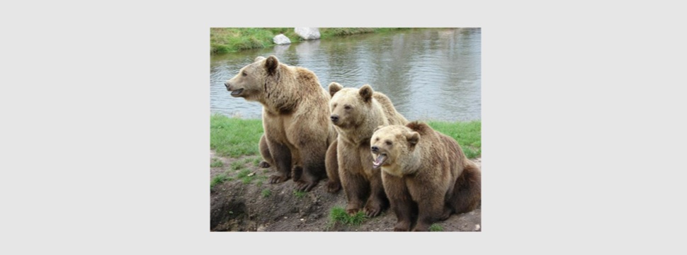 This bear family did not drink all the beer.