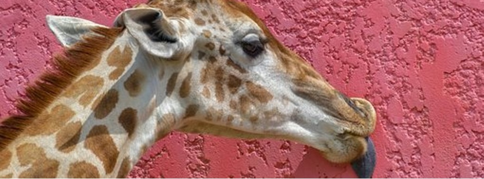 Giraffe schleckt eine Wand ab Giraffe schleckt eine Wand ab