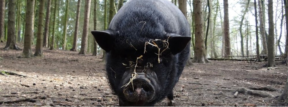 Pot-bellied pig