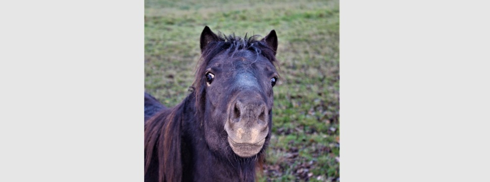 Shetland pony on its paddock