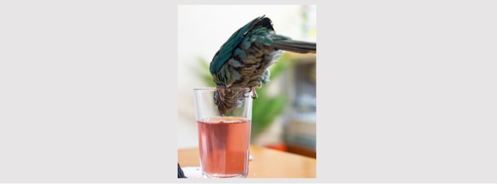 Bird is drinking