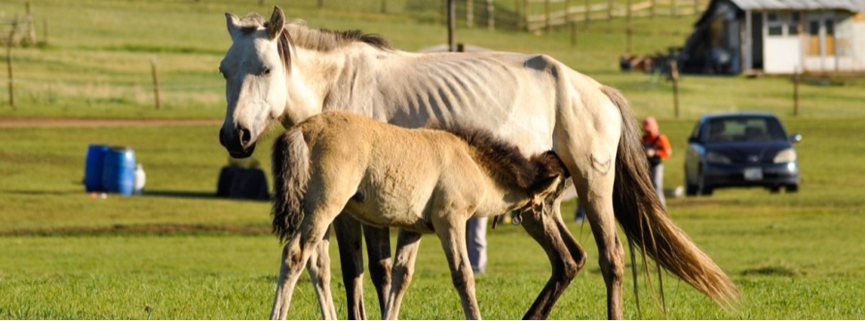 The foal likes mama's mare's milk very much.