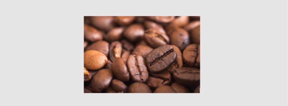 Kopi Luwak - Kaffebohnen für den Katzenkaffee